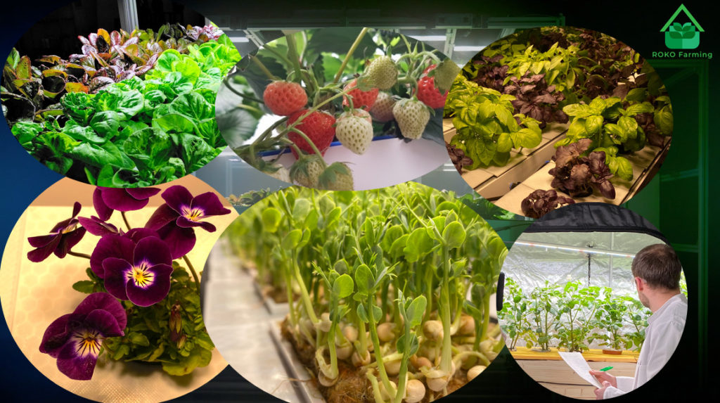 ROKO Farming bietet Vertical Farming für die Landwirtschaft an